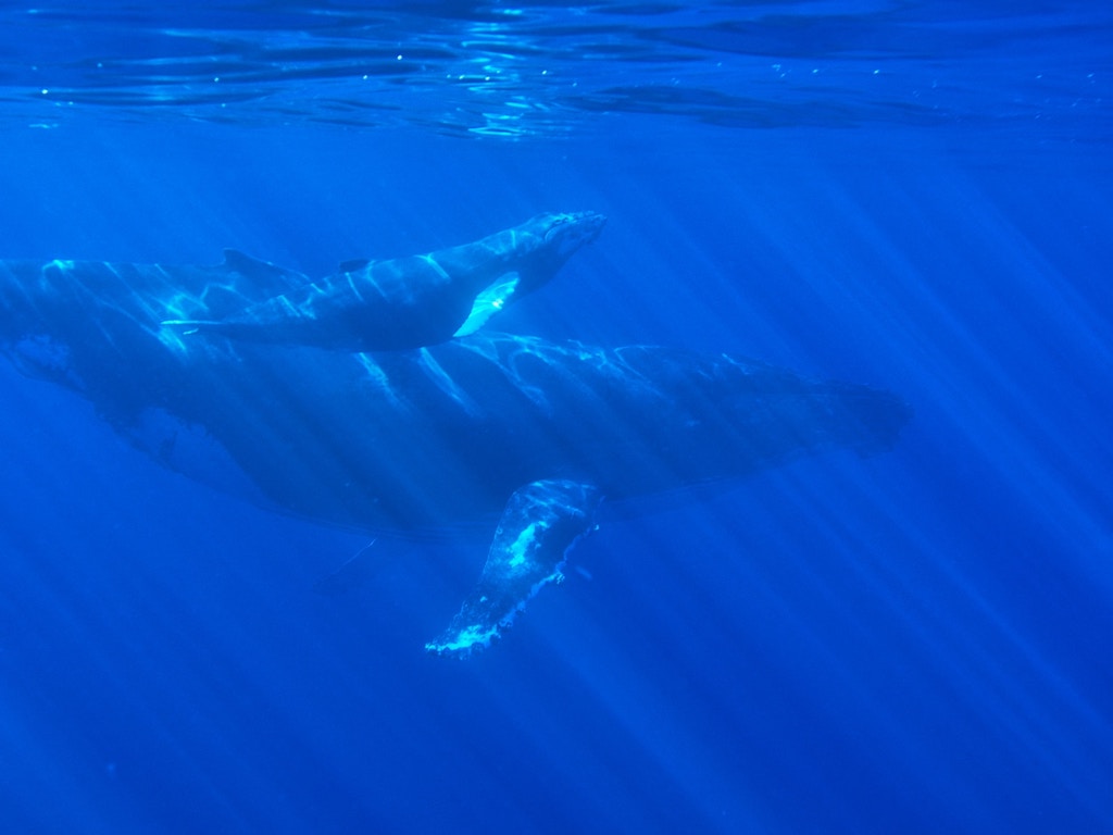 whale watching on the big island