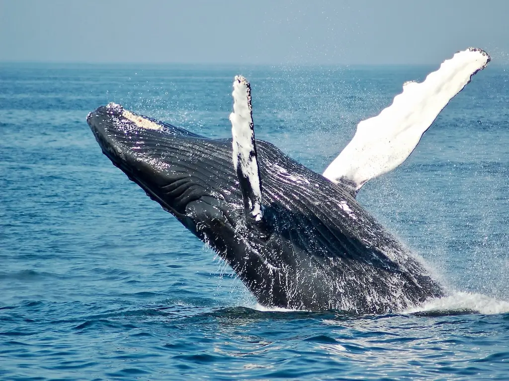 Whale watching Samana