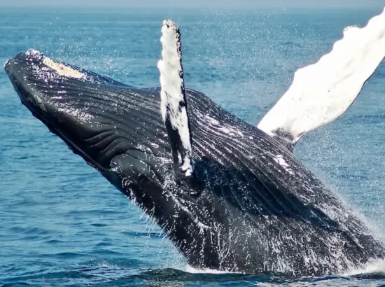 whale-watching-samana-blog
