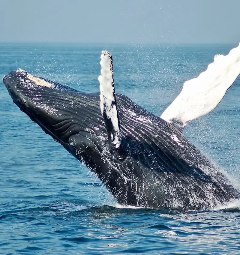 whale-watching-samana-blog